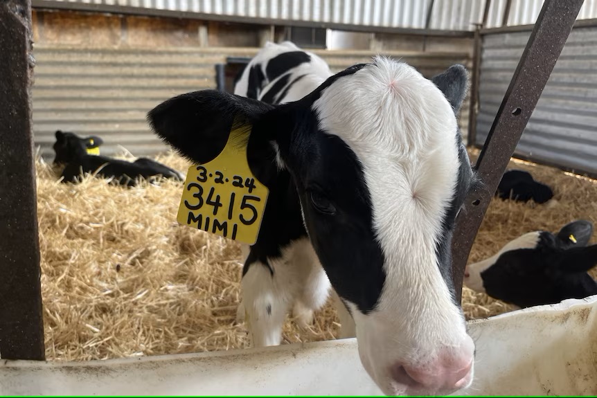 Next generation of producers embrace 'voluntary milking systems' dairy robots3