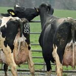 Oswestry farm’s dairy herd sets UK record at auction