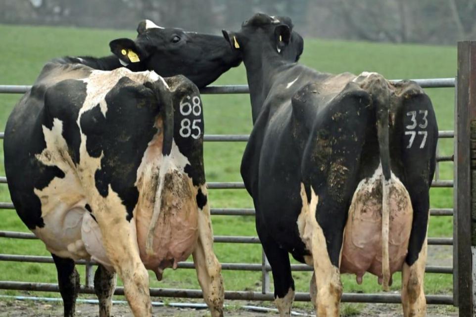 Oswestry farm’s dairy herd sets UK record at auction