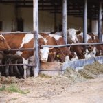 Pennsylvania Dairy Industry Reaches ‘HPAI-Free’ Status Milestone