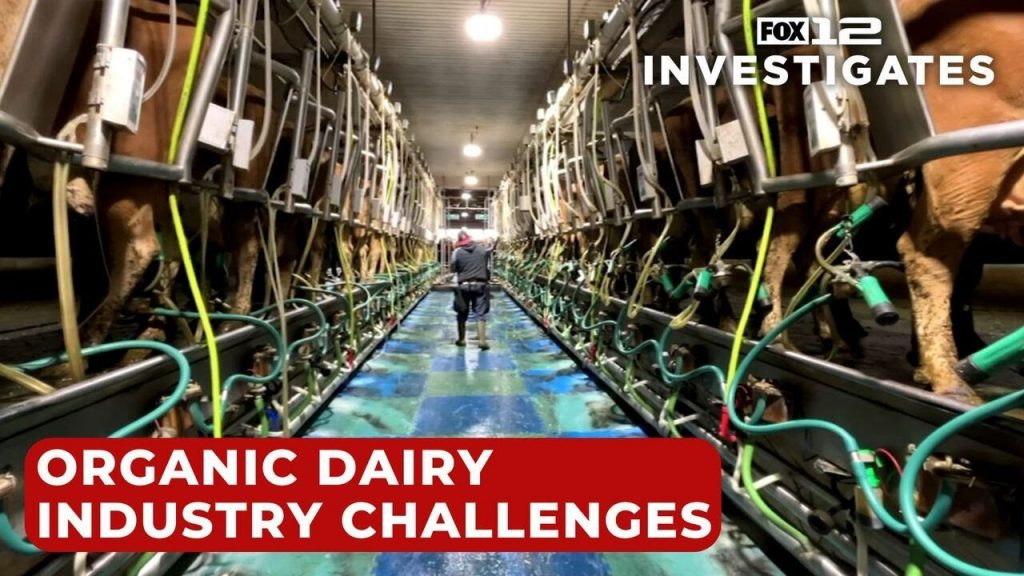 Rising costs in organic dairy production leaves shelves empty, Oregon farmers adapting