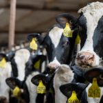 Texas dairy producers meeting the needs of a growing market