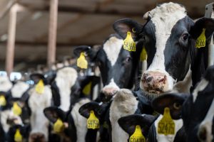 Texas dairy producers meeting the needs of a growing market