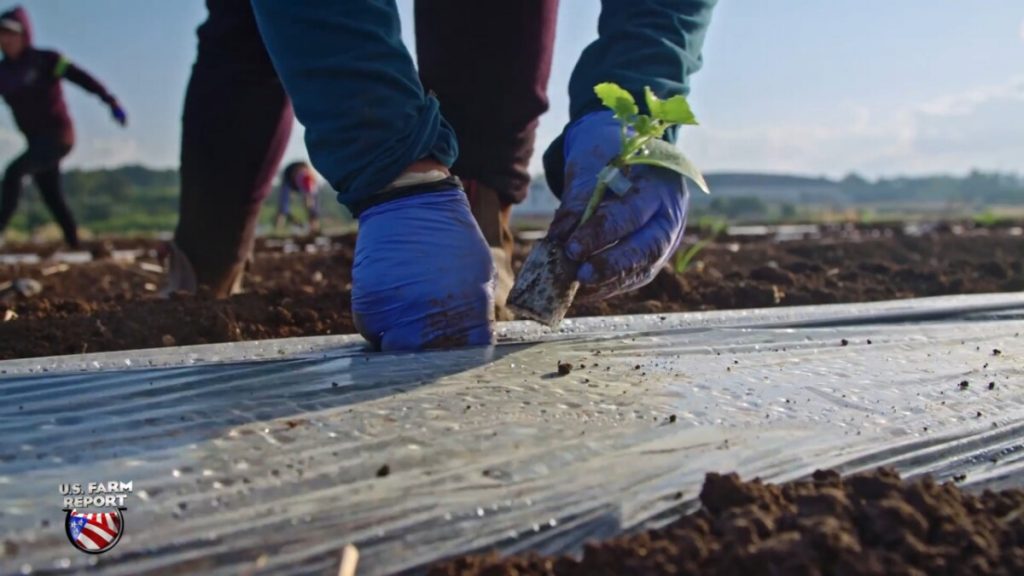 The True Cost of What Farmers Argue is a Broken Immigration System in the U.S.