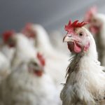 Trump Administration Shifts Strategy on Avian Flu