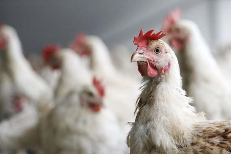 Trump Administration Shifts Strategy on Avian Flu