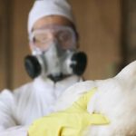 Trump administration trying to rehire USDA bird flu officials it fired