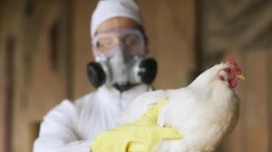 Trump administration trying to rehire USDA bird flu officials it fired