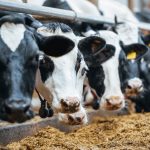 USDA Drops 2025 Milk Production Forecast; Replacement Dairy Heifers Tumble to 47-year Low