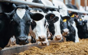 USDA Drops 2025 Milk Production Forecast; Replacement Dairy Heifers Tumble to 47-year Low