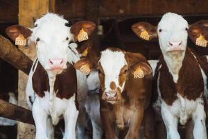 USDA provides second round of payments to organic dairy producers