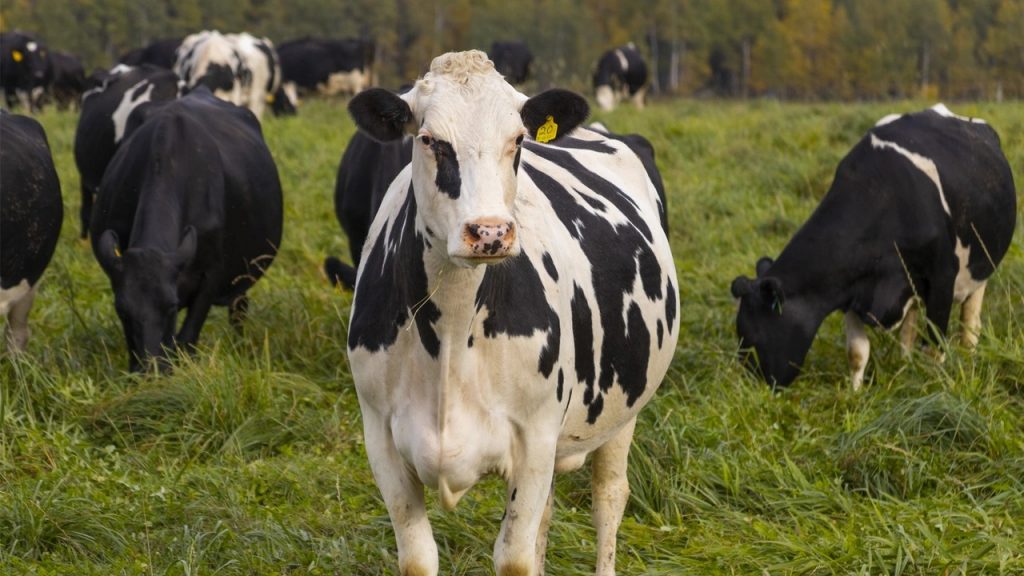 Wisconsin dairy farm numbers drop to 5,348