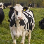 Wisconsin dairy farm numbers drop to 5,348