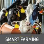 A New Kind of AI for Dairy Calves