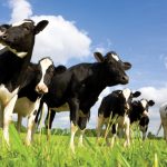 Advice for dairy farms on accessing finance for growth