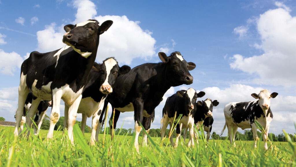 Advice for dairy farms on accessing finance for growth