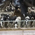 Arla suspends dairy farmer amid animal welfare investigation