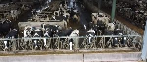 Arla suspends dairy farmer amid animal welfare investigation