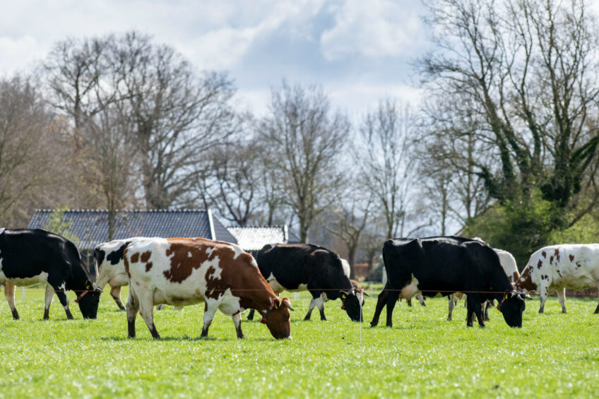 Aussie dairy could be heading to Mexico