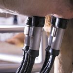 Automated Milking Matches Conventional in Aussie Farms