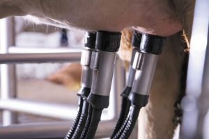 Automated Milking Matches Conventional in Aussie Farms