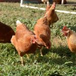 Bird flu’s impact on egg, milk markets varies