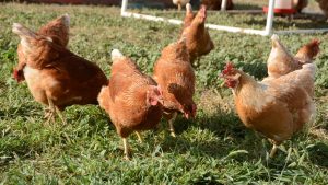 Bird flu’s impact on egg, milk markets varies