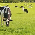 Boosting Finance for Sustainable Dairy Farming