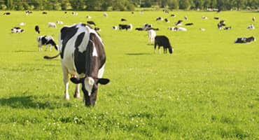 Boosting Finance for Sustainable Dairy Farming