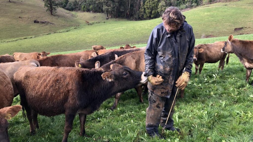 Born to be a dairy farmer