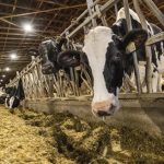 Canada’s dairy industry says tariffs less scary than threats to supply management