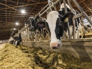 Canada’s dairy industry says tariffs less scary than threats to supply management