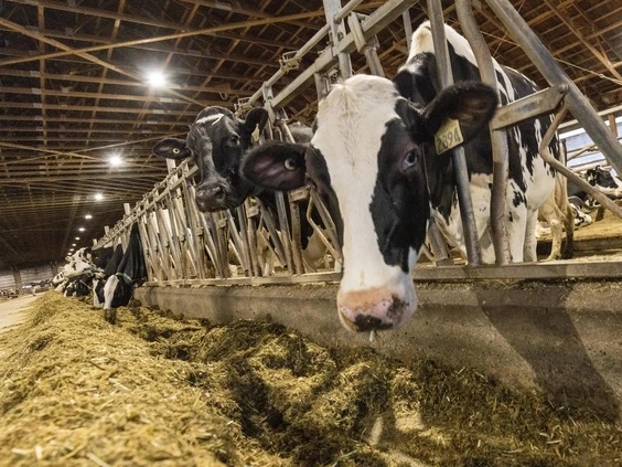 Canada’s dairy industry says tariffs less scary than threats to supply management