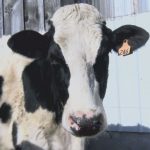 Canadian tariffs creating trouble for Maine's dairy farmers