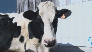 Canadian tariffs creating trouble for Maine's dairy farmers