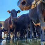 Caution urged for dairy farmers set for earnings boost