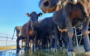 Caution urged for dairy farmers set for earnings boost