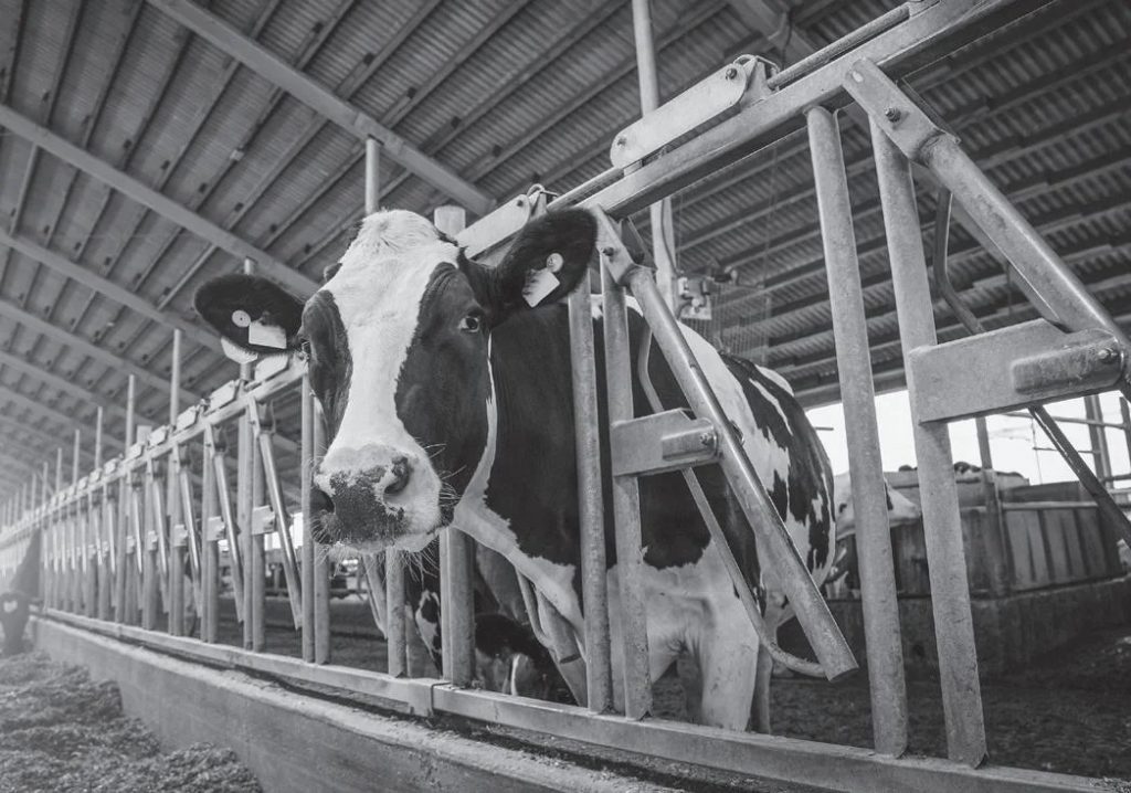 Chuck Bell Dairy farms are disappearing in Muskingum County and elsewhere