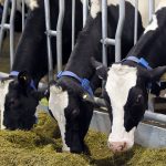 Dairy Organizations Urge Intensified Negotiations to Restore Trade Flows