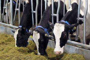 Dairy Organizations Urge Intensified Negotiations to Restore Trade Flows