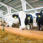 Dairy calf registrations in Britain hit lowest on record