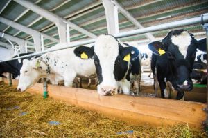 Dairy calf registrations in Britain hit lowest on record