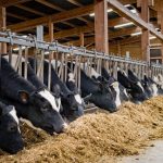 Dairy economics remain solid, for now