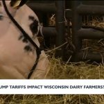 Dairy farmer, agriculture experts concerned about impact of Trump's tariffs in Wisconsin