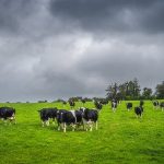 Dairy farmers can 'no longer absorb' cost, raising prices