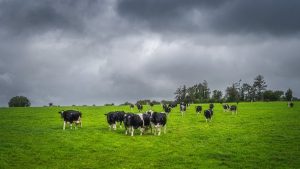 Dairy farmers can 'no longer absorb' cost, raising prices