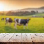 Dairy production significantly impacted by rising temperatures, say US researchers