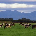 Fonterra offers $250,000 in grants for wetlands restoration