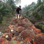 Greenpeace says Fonterra's palm kernel supply chain tainted by connections to deforestation