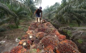 Greenpeace says Fonterra's palm kernel supply chain tainted by connections to deforestation